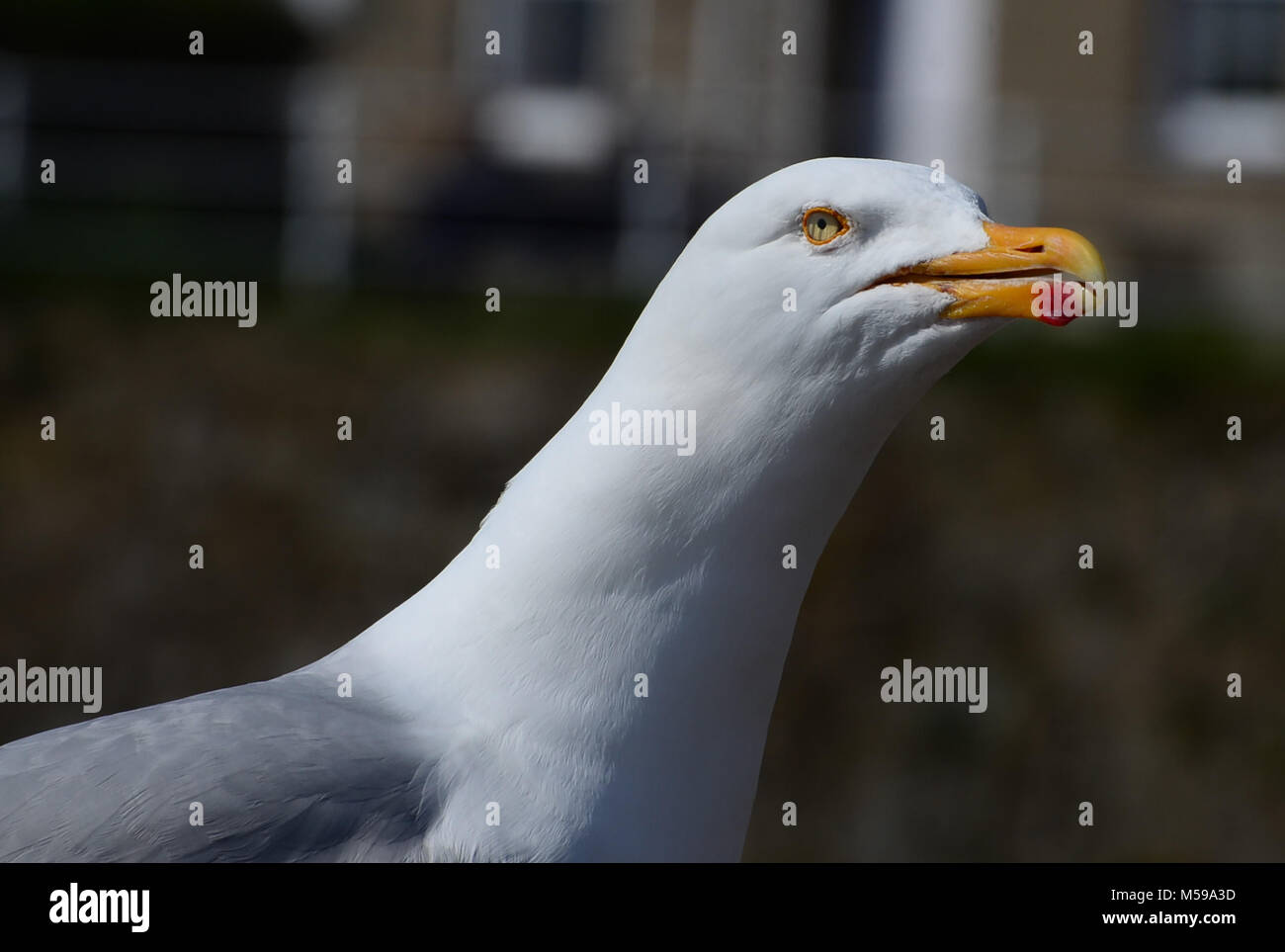 Aringa gabbiano profilo di testa, REGNO UNITO Foto Stock