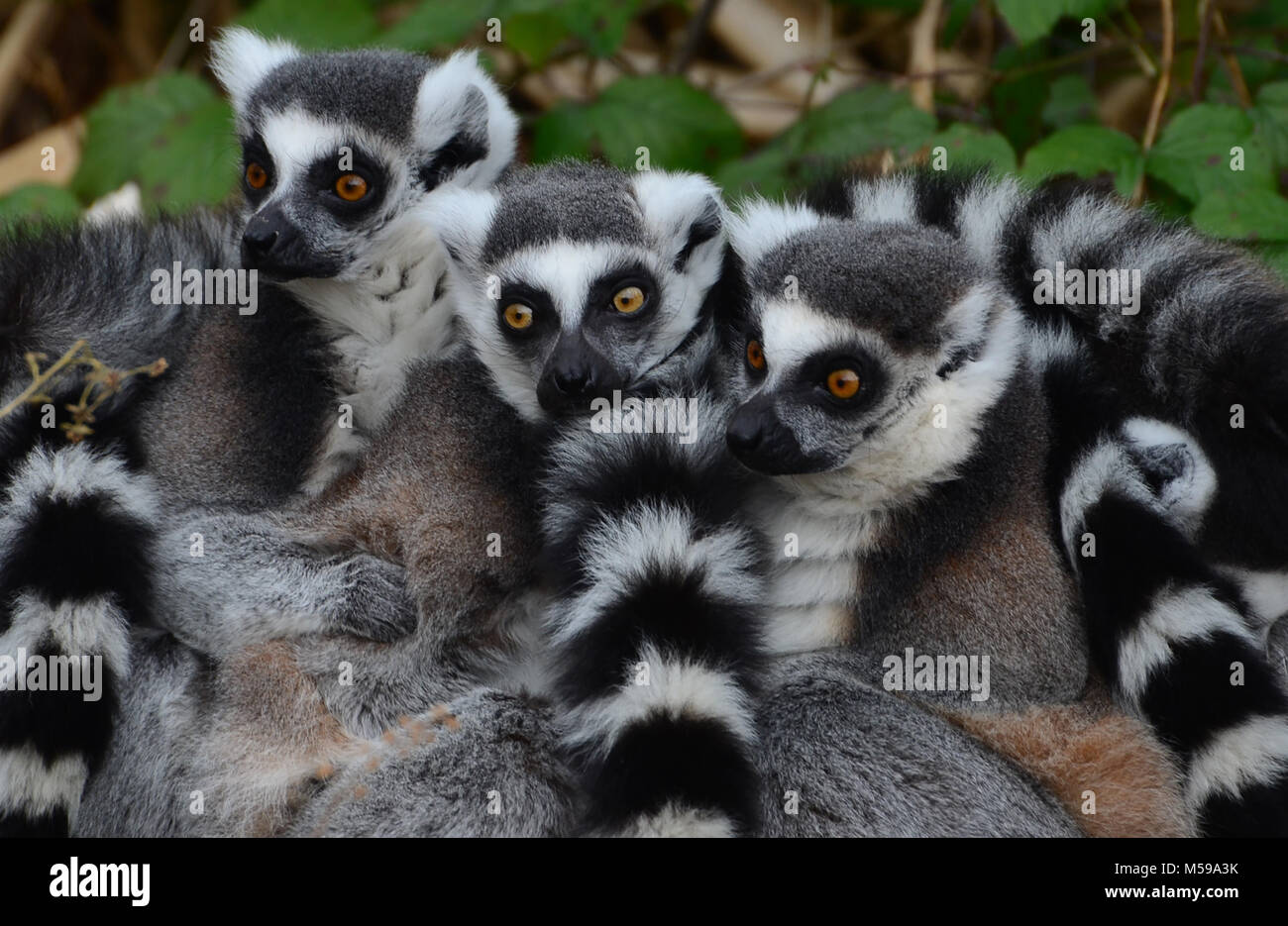 Gruppo familiare di ring-tailed lemur raggomitolati insieme Foto Stock