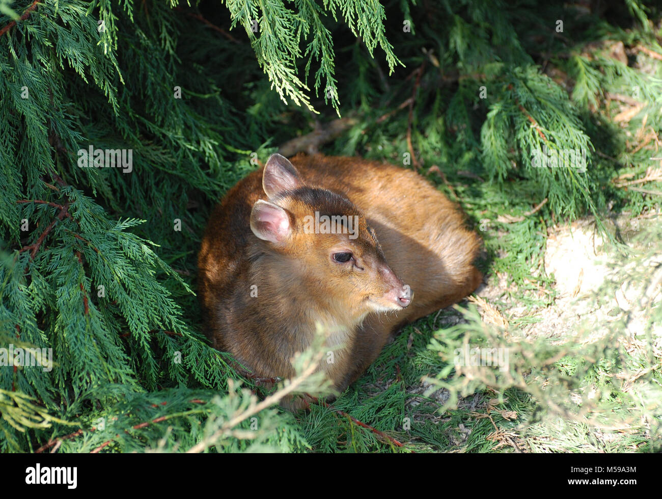 Reeves muntjac appoggiato nell'ombra del bosco Foto Stock