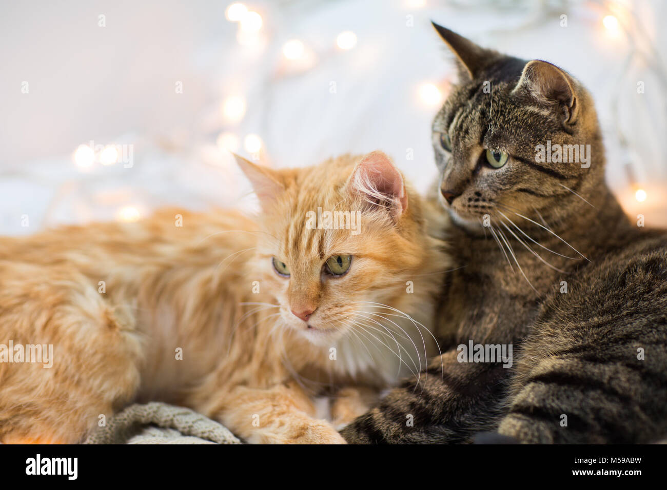 Due gatti giacente a casa Foto Stock