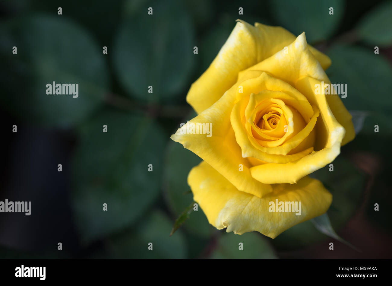 Chiudere di nuovo giallo fiore rosa su sfondo natura messa a fuoco selettiva, di amore e di concetto di san valentino Foto Stock