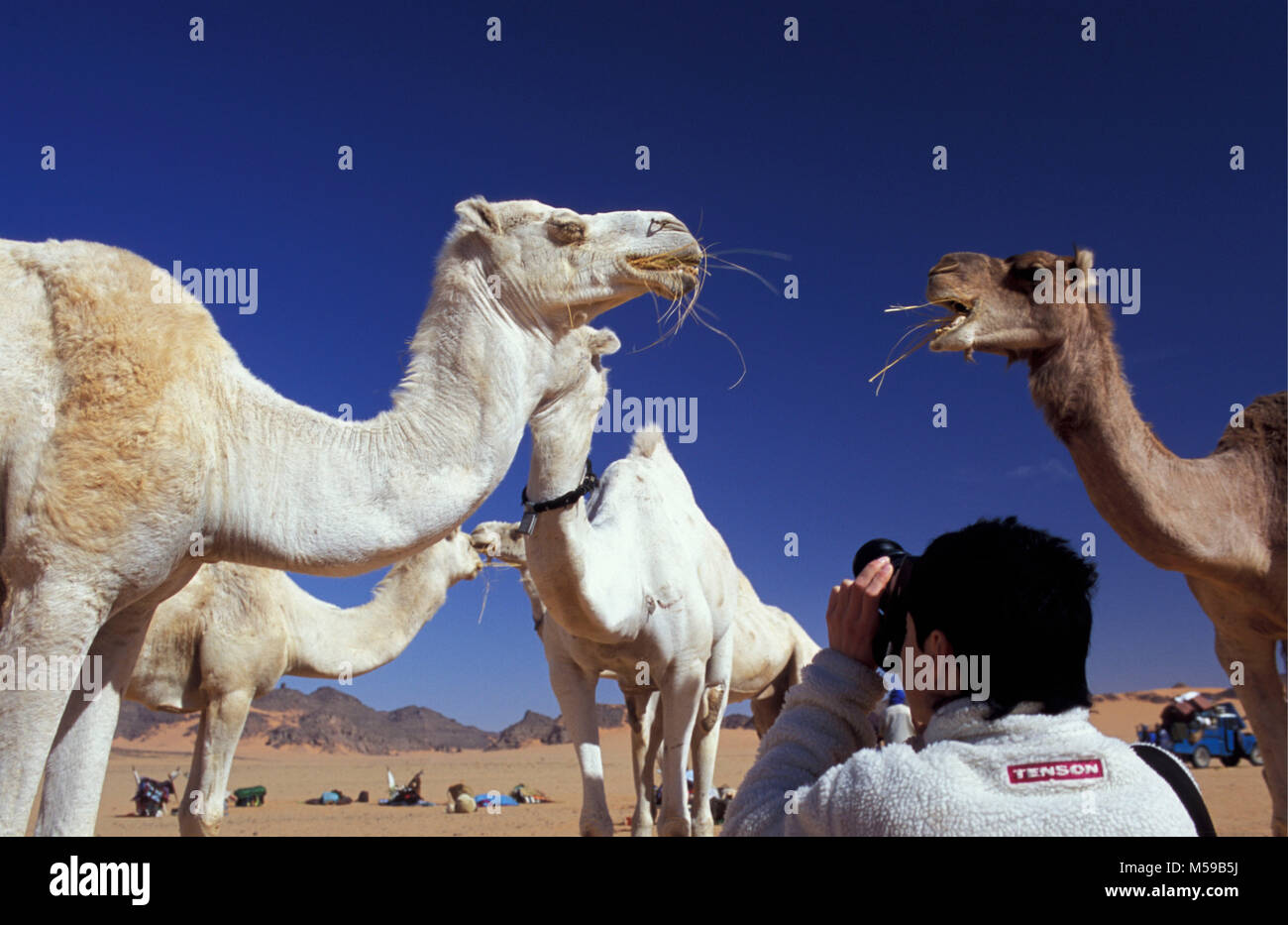La Libia. Nei pressi di Ghat. Deserto del Sahara. Akakus (Acacus) Parco Nazionale. Tourist prende le immagini del cammello. Foto Stock