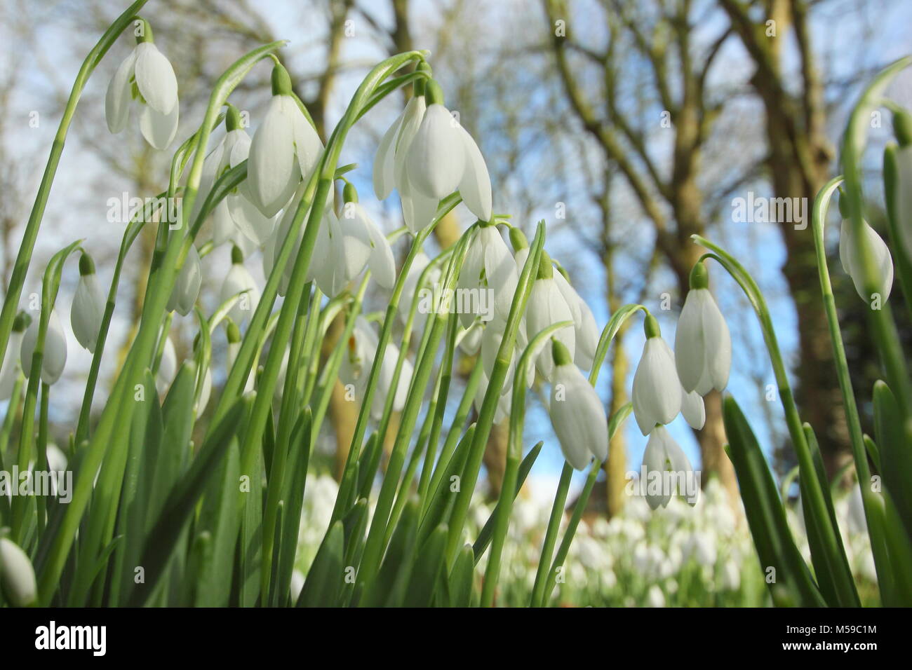 Snowdrops (Galanthus nivalis) nel bosco giardino a Hopton Hall, Derbyshire durante l annuale giardino aperto evento in febbraio. Regno Unito Foto Stock