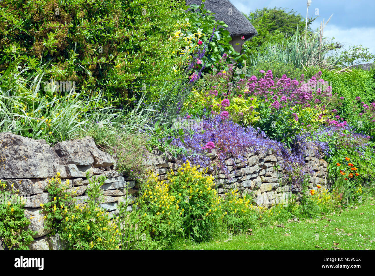 La vibrante rosa, blu, giallo dei fiori in piena fioritura crescere selvaggiamente oltre il muro di pietra in un giardino cottage, Cotswolds, UK, su un estate giornata di sole . Foto Stock