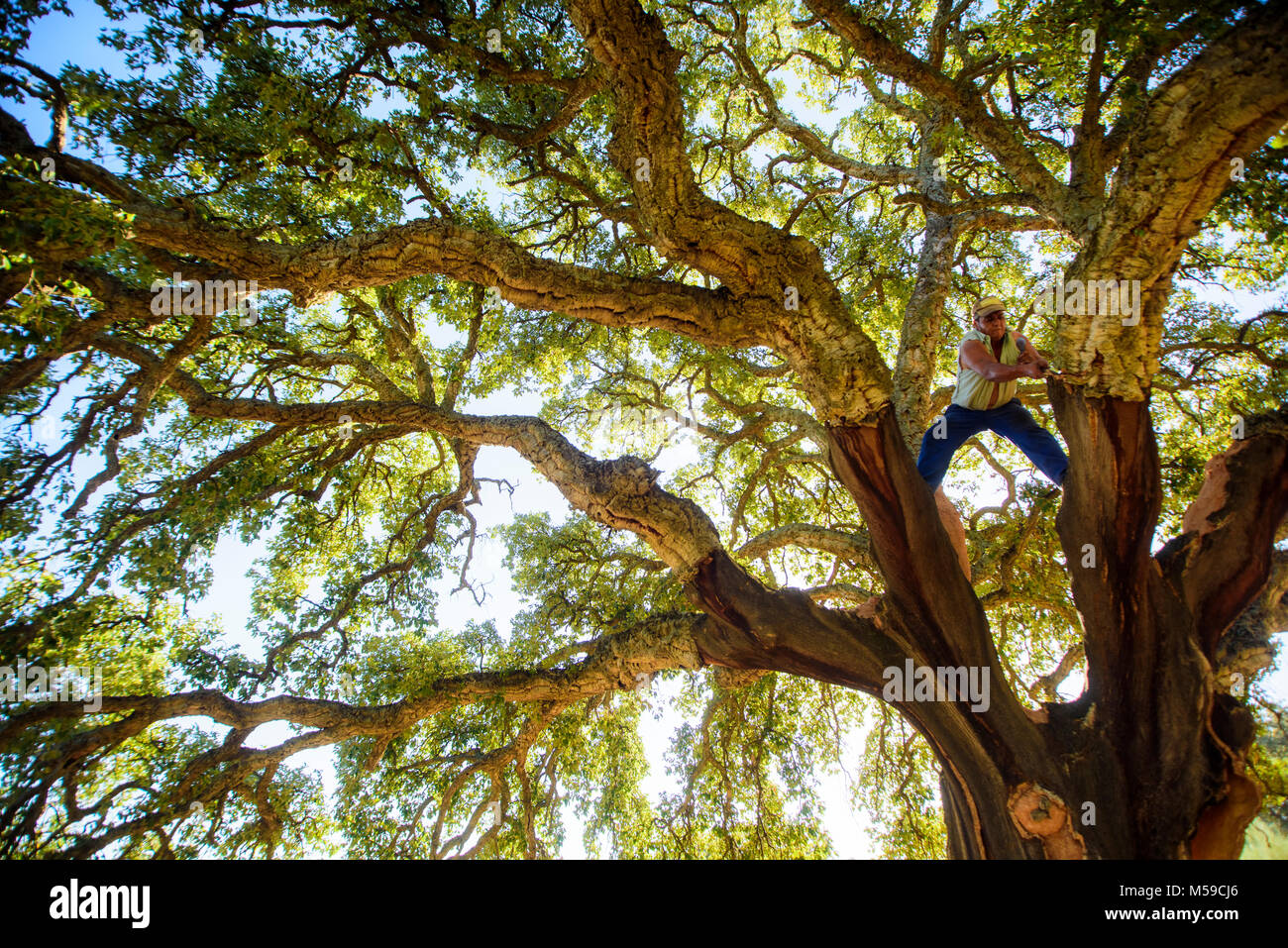 Lavoratori di sughero, tenendo fuori la corteccia di sughero. Dopo di che possiamo usare per reso tappi in sughero, Tavole in sughero, per esempio. Foto Stock