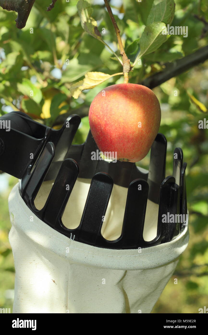 Malus domestica 'Ribston Pippin' raccolto con un panno raccoglitrice di frutta in un inglese un frutteto, Ottobre Foto Stock