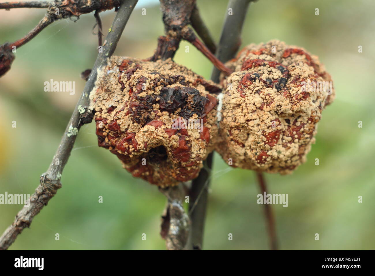 Malus domestica. Apple con marciume bruno (Monilinia laxa/monilinia fructigena) su un ramo di albero in un frutteto, REGNO UNITO Foto Stock