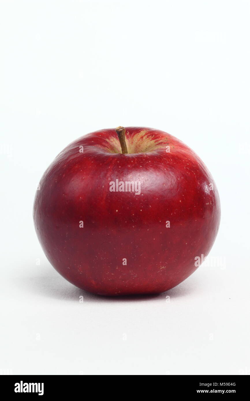 Malus domestica "Diavolo Rosso", un inglese di varietà di mele, sfondo bianco UKbritish Foto Stock