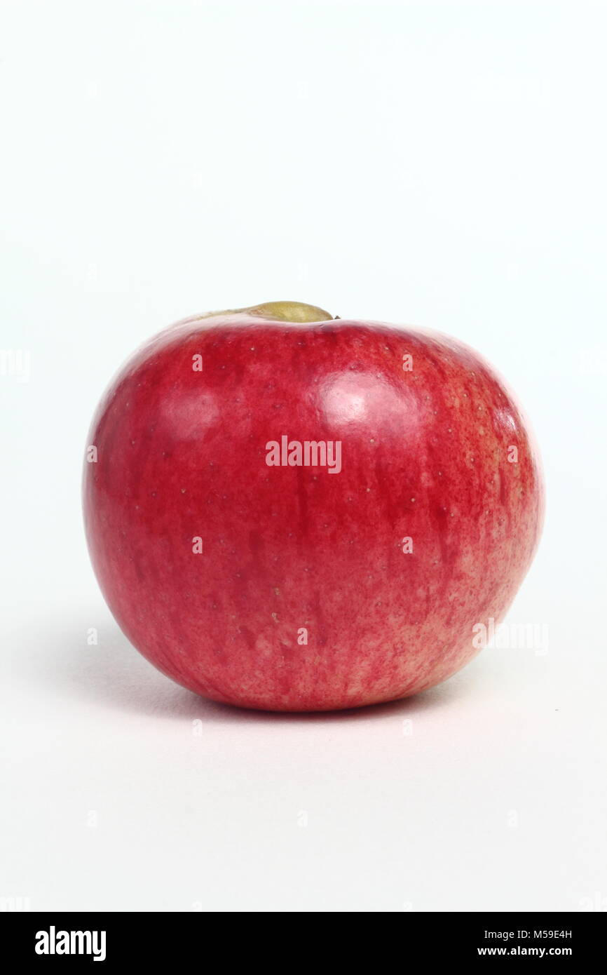 Malus domestica " Newton Wonder', un cimelio di famiglia inglese varietà di mele, sfondo bianco, REGNO UNITO Foto Stock