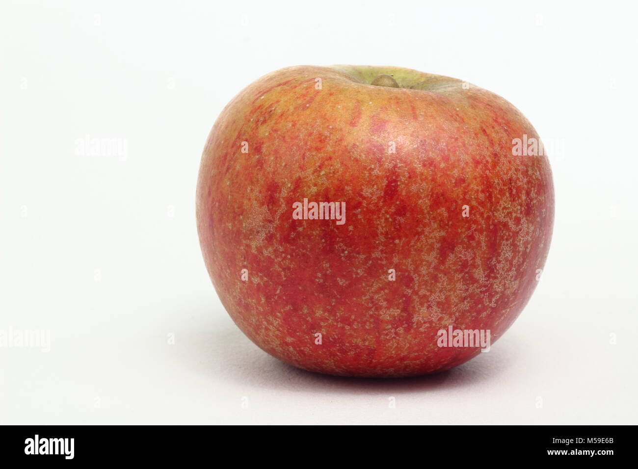 Malus domestica "Worcester Pearmain', un inglese di varietà di mele, sfondo bianco, REGNO UNITO Foto Stock