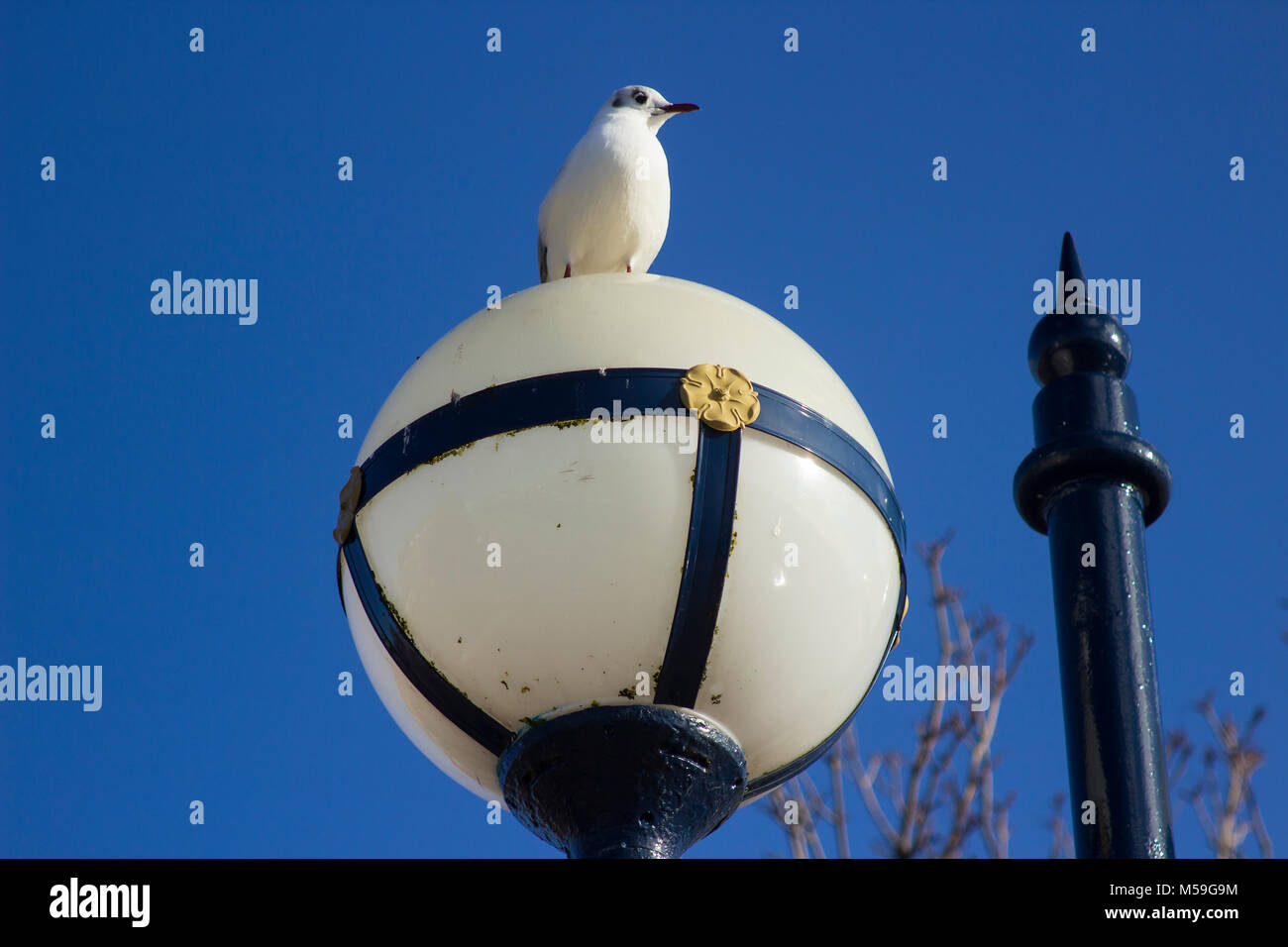 Ornati in stile retrò decorativi in stile vintage street lampada con vetro bianco globi Foto Stock