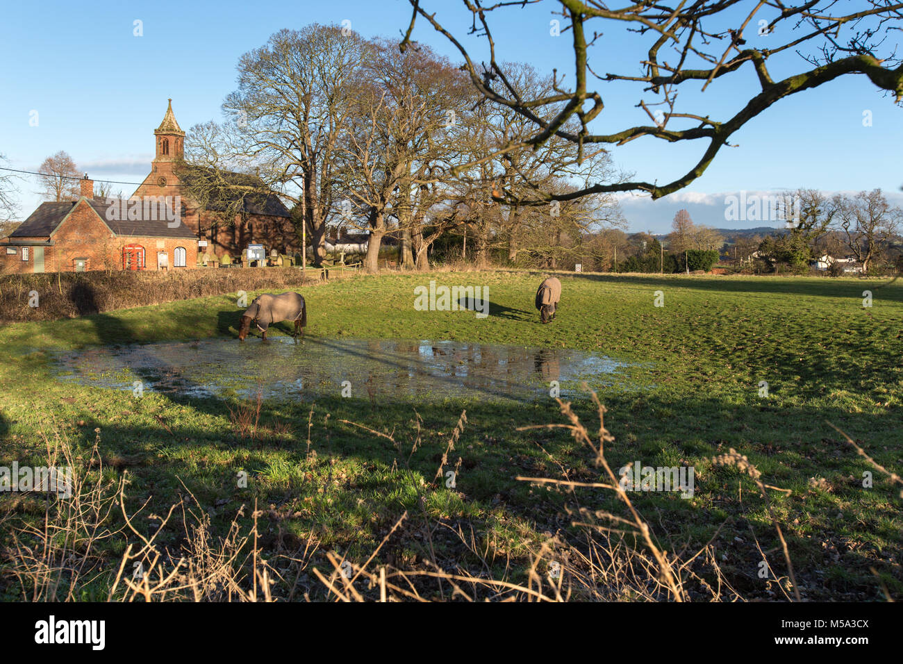 Villaggio di Coddington, Inghilterra. Vista pittoresca di cavalli che pascolano nel Cheshire village di Coddington, con la Chiesa di Santa Maria in background. Foto Stock
