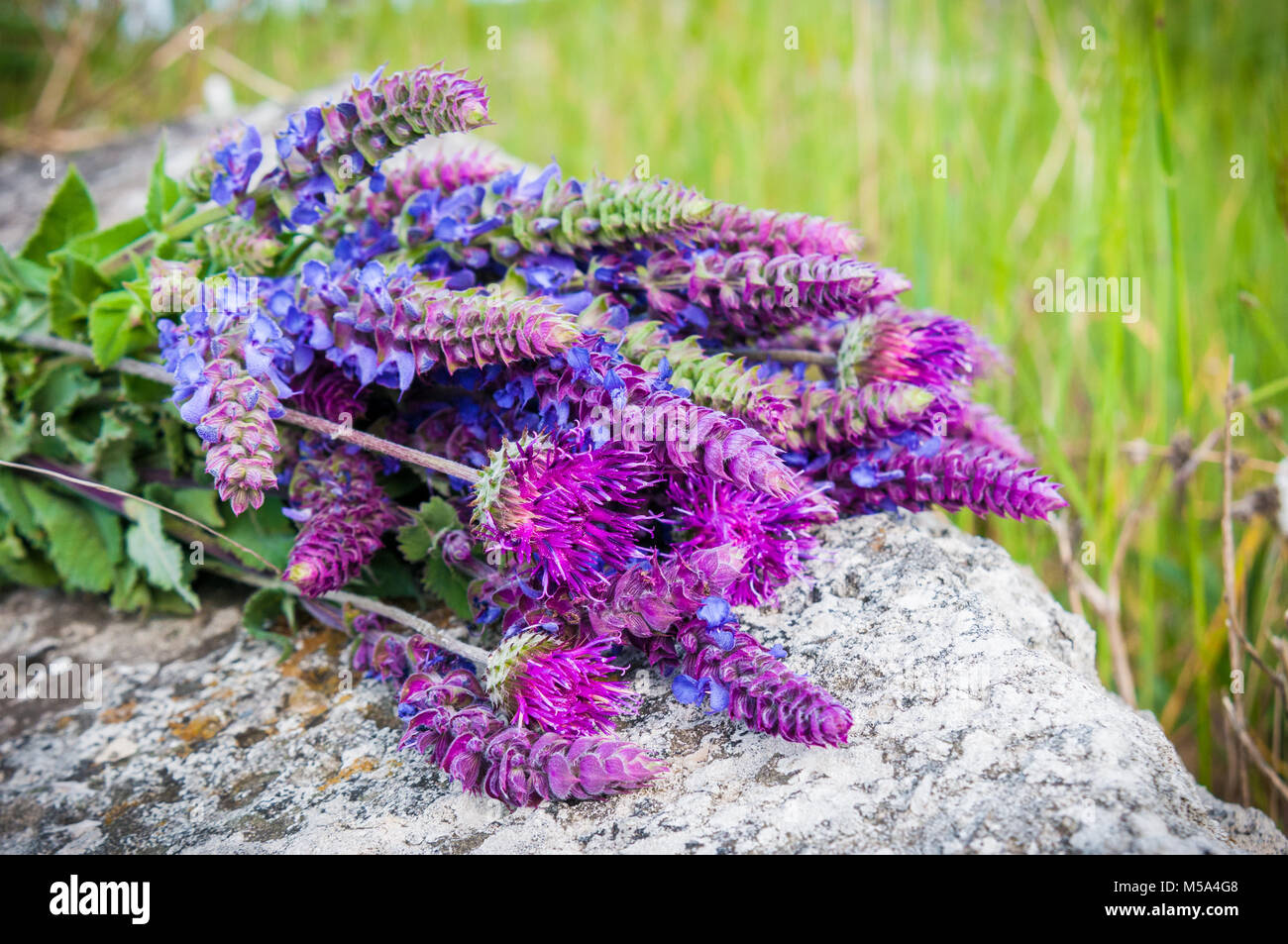 Bouquet di fiori viola delle rocce in giardino Foto Stock