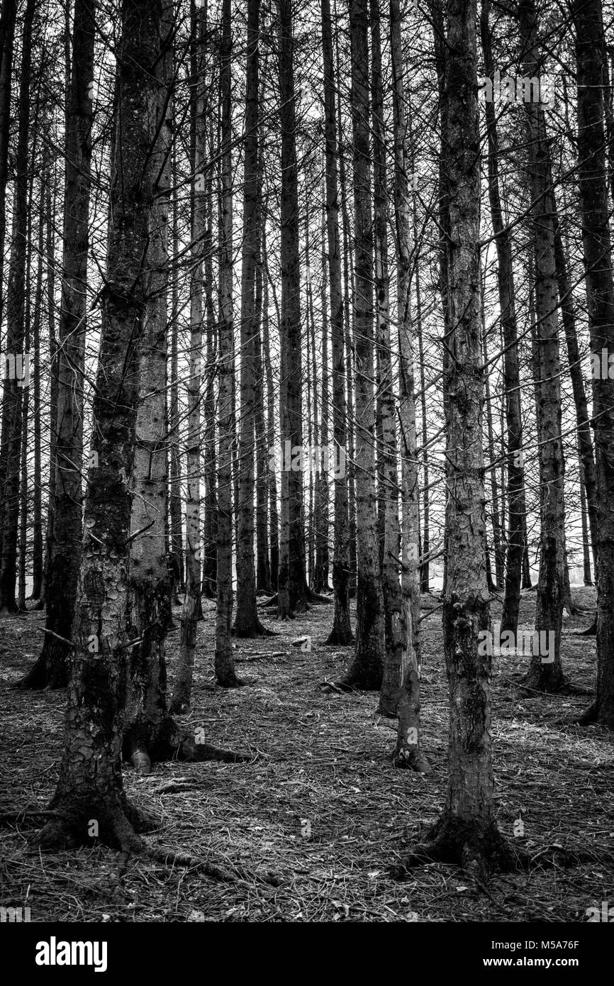 Linea di albero. Foto Stock