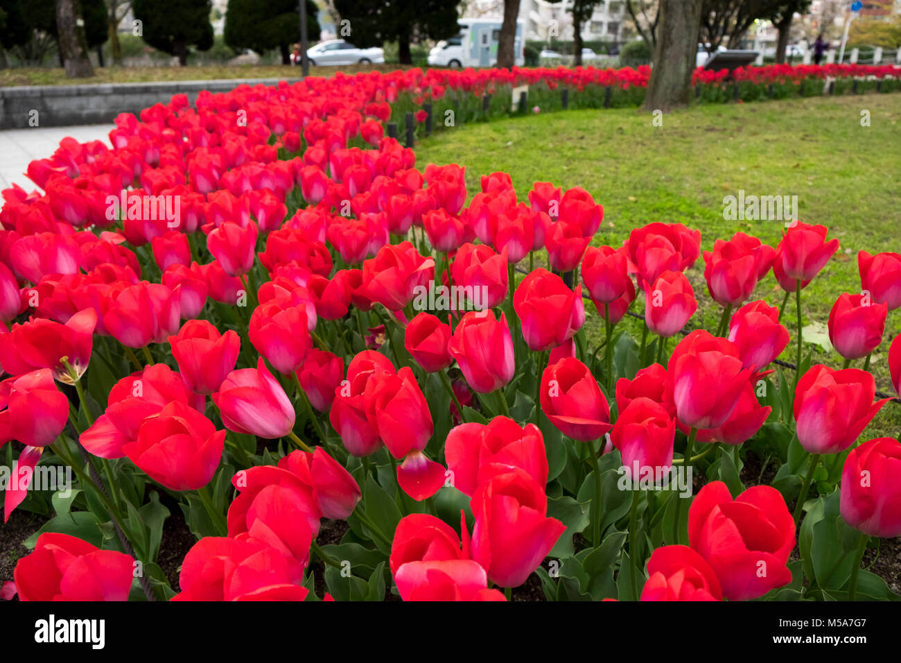 Tulipani rossi in una frontiera in un pubblico parco della città Foto Stock