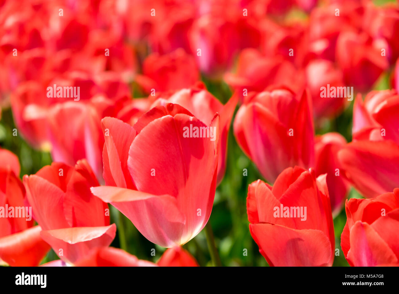 Tulipani rossi - fiori close up Foto Stock