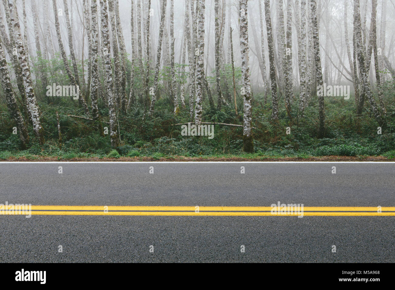 Autostrada rurale attraverso i fitti boschi, ontano con slim dritto tronchi d'albero. Foto Stock