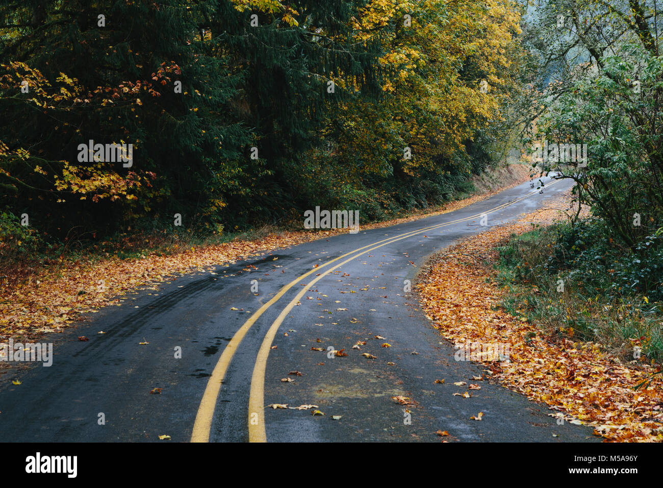 Curvando la strada attraverso un bosco in autunno, caduta foglie rivestimento i bordi della strada. Foto Stock