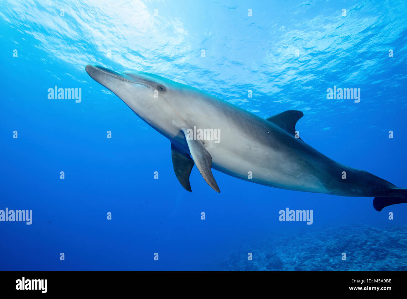 Una solitaria il tursiope o delfino maggiore nell'acqua, Polinesia francese. Foto Stock