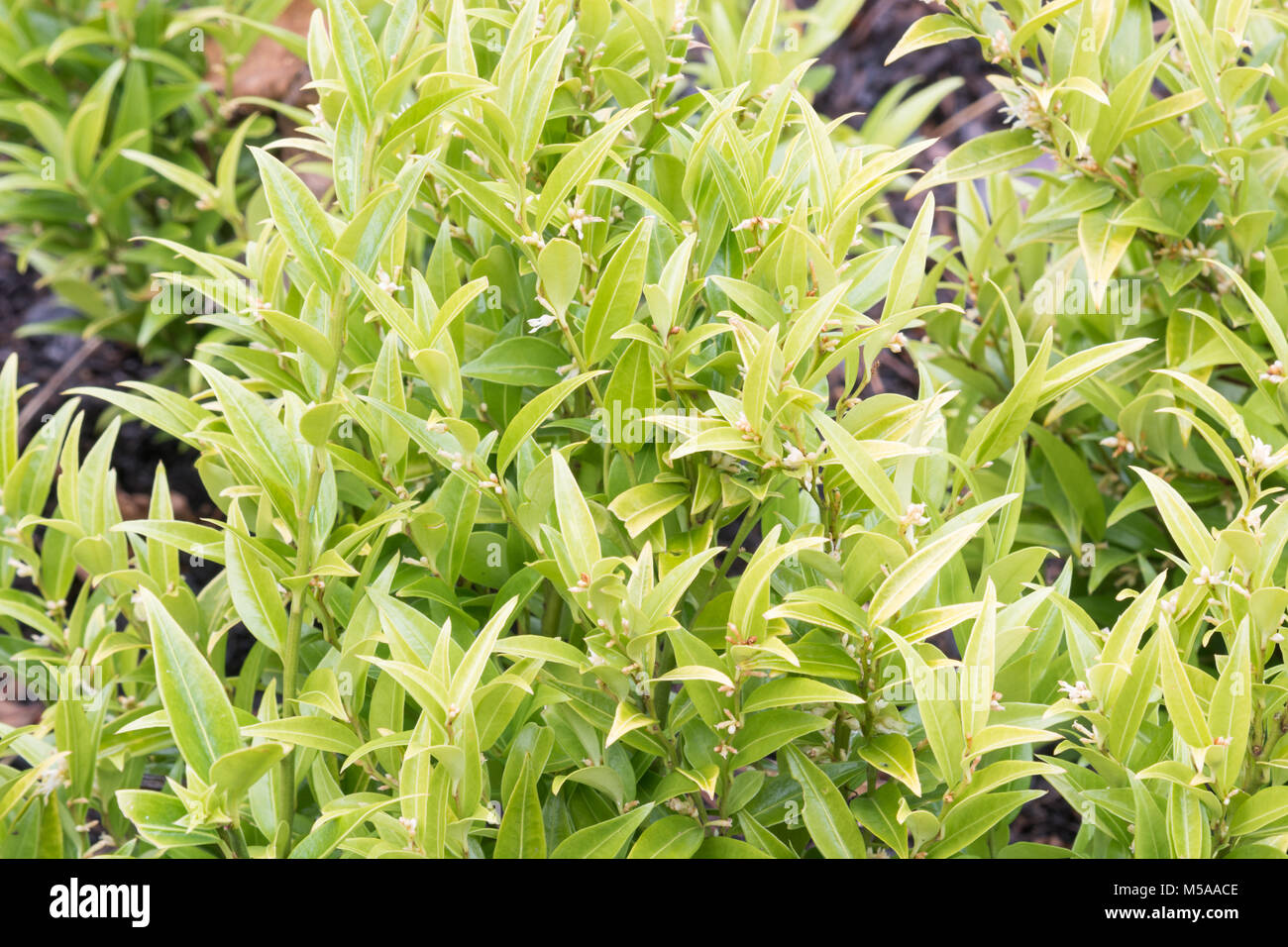 Sarcococca ruscifolia var. chinensis 'Dragon Gate' Foto Stock