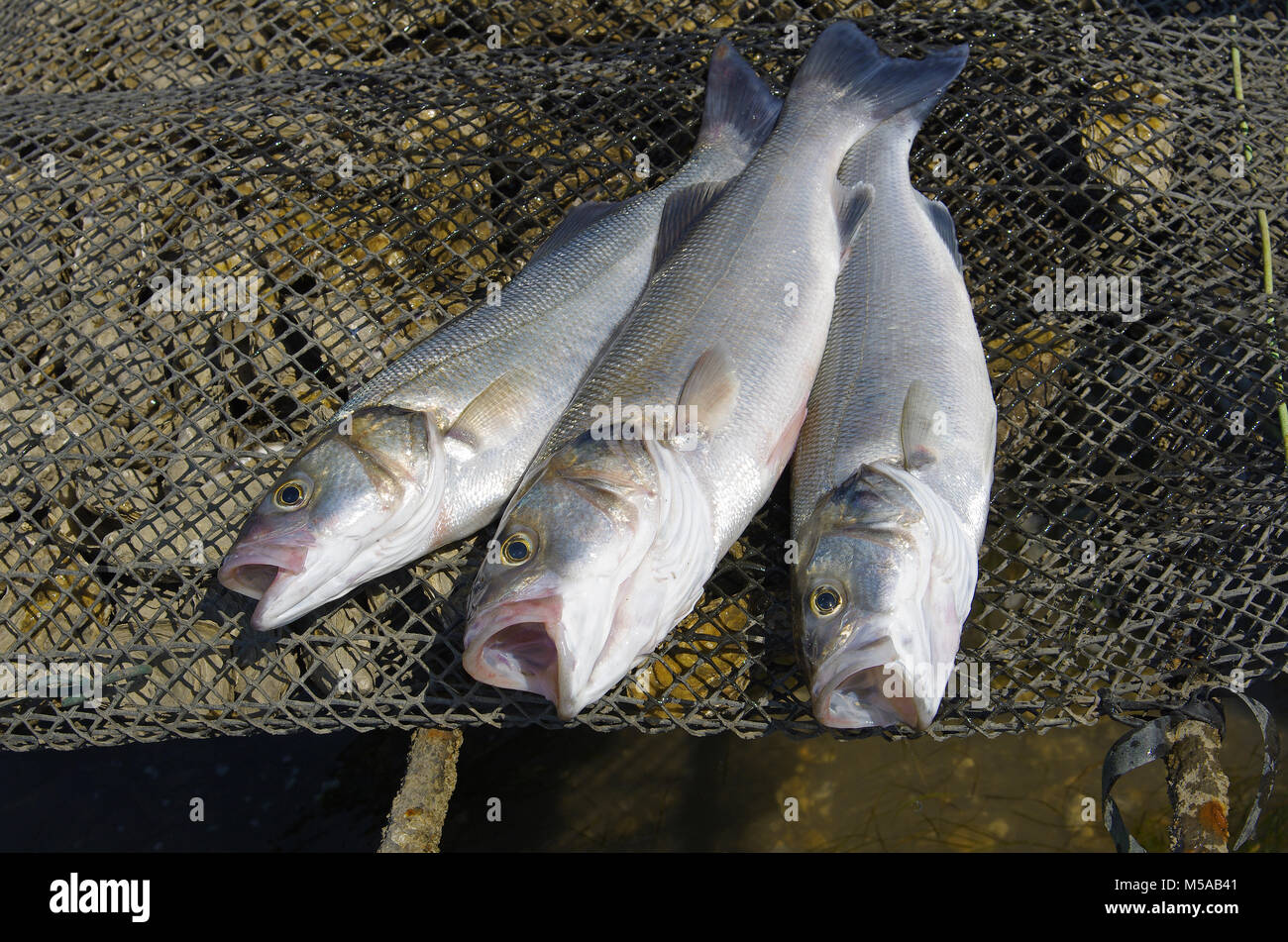 Sea bass catturato da pescatore Foto Stock