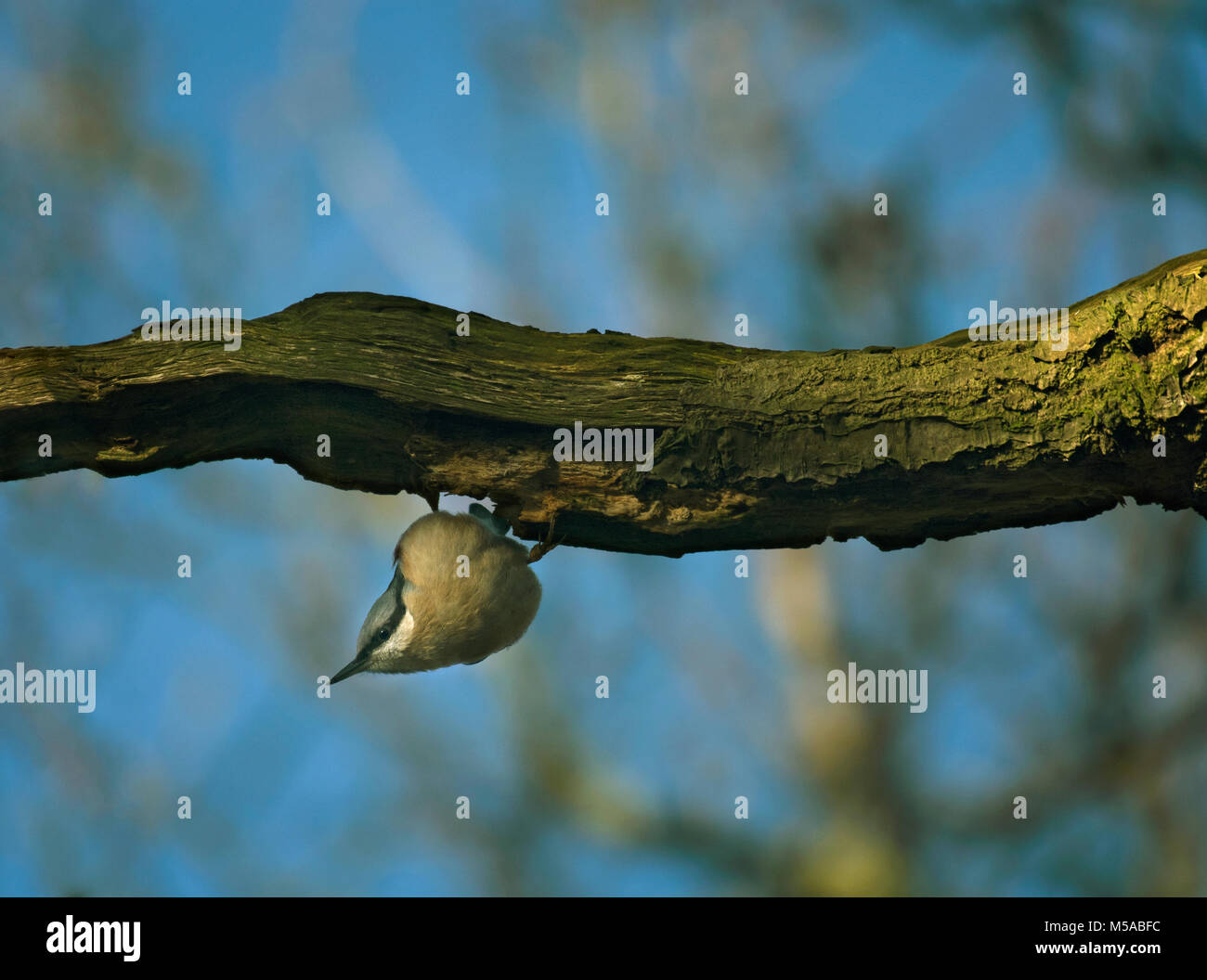 Picchio muratore, sitta europaea, sul ramo di boschi, Lancashire, Inghilterra, Regno Unito Foto Stock