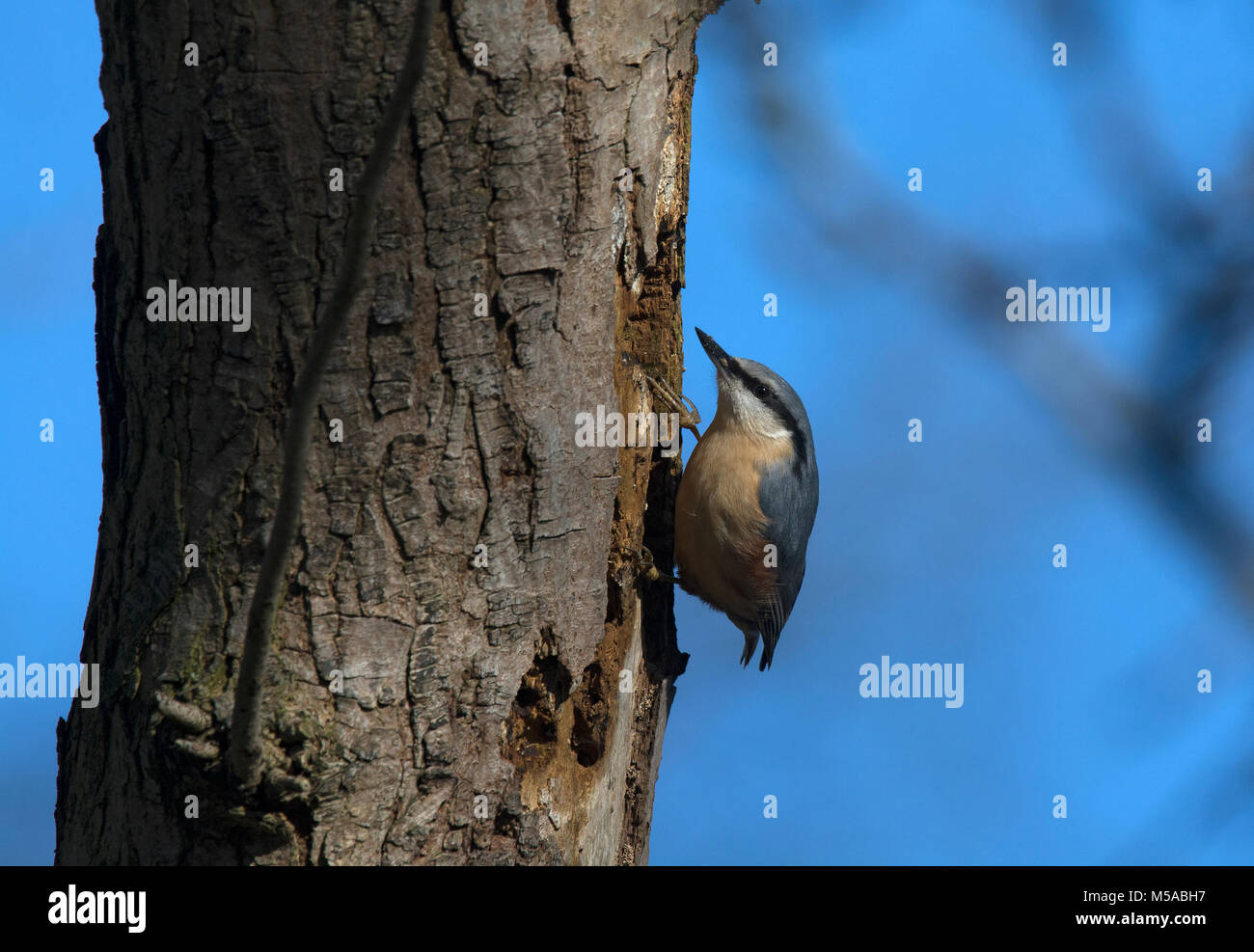 Picchio muratore, sitta europaea, sul ramo di boschi, Lancashire, Inghilterra, Regno Unito Foto Stock