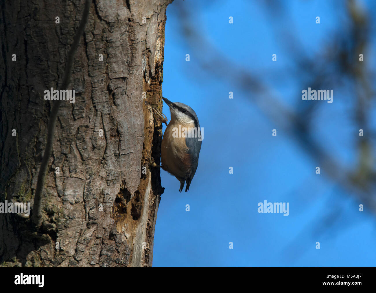 Picchio muratore, sitta europaea, sul ramo di boschi, Lancashire, Inghilterra, Regno Unito Foto Stock