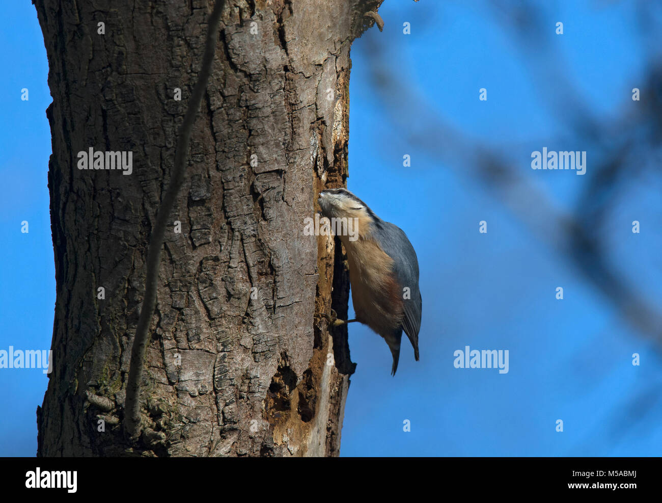 Picchio muratore, sitta europaea, sul ramo di boschi, Lancashire, Inghilterra, Regno Unito Foto Stock