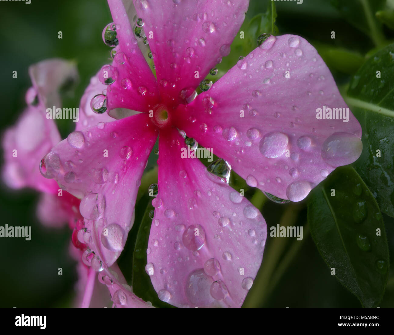 La fotografia macro di gocce di acqua di fiori di chiavi prese tramite canon 100mm lenti macro e 7D. Still Life fotografia Foto Stock