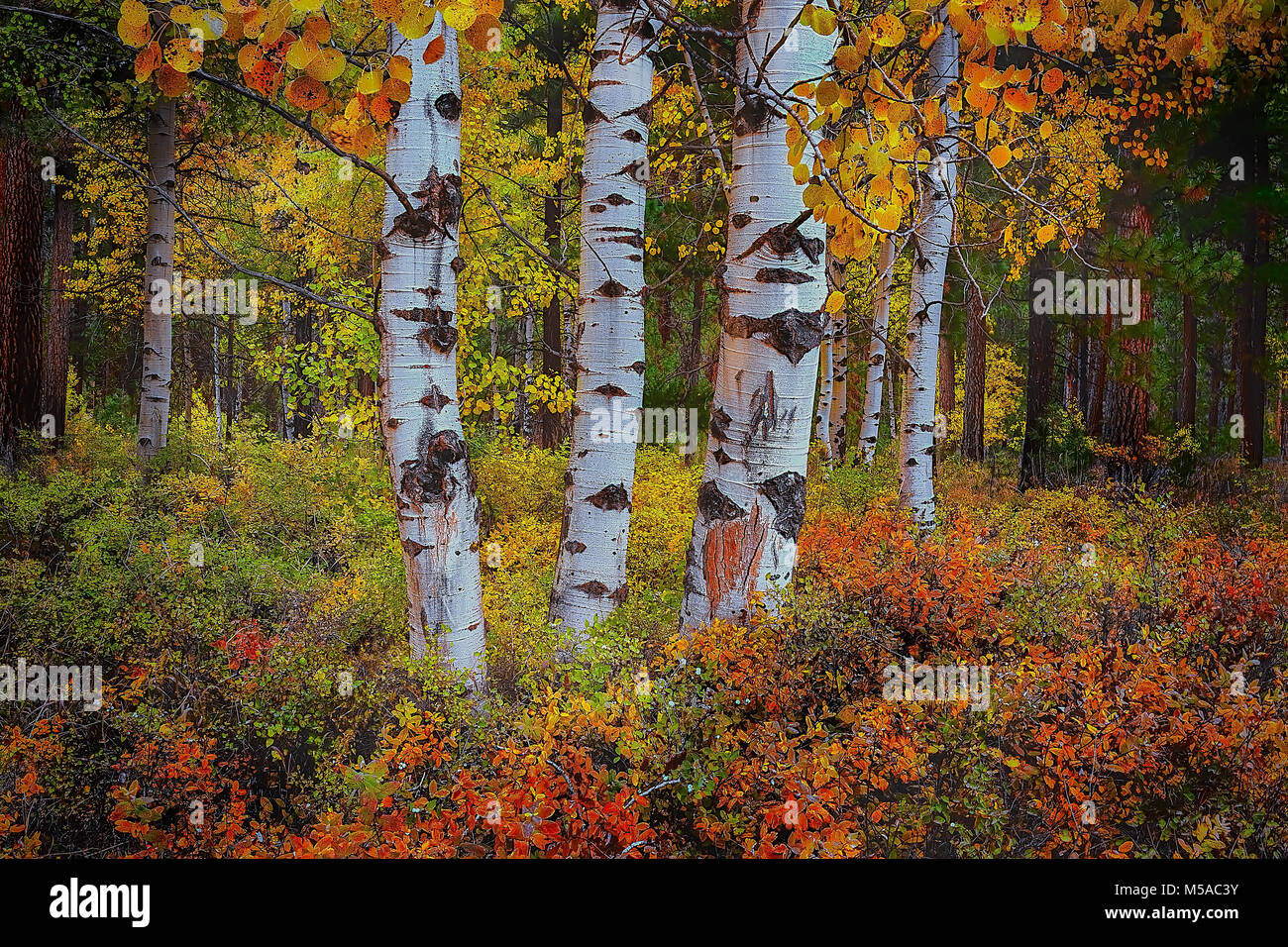 Caduta Aspen Grove al Black Butte Ranch Cascades montagne, Sorelle Central Oregon Pacific Northwest USA Foto Stock