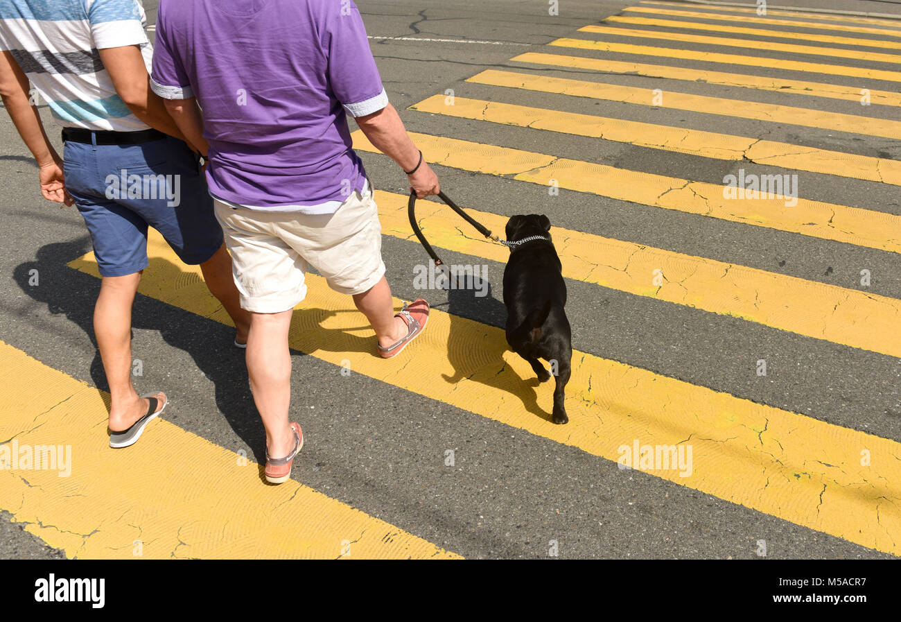 Persone con un cane su di una zebra crossing. indietro, dietro, cane Foto Stock