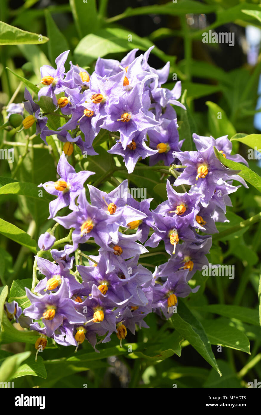 Solanum crispum glasnevin Foto Stock