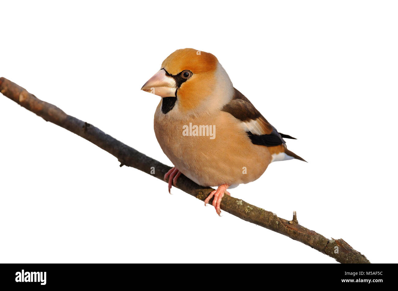 Il hawfinch (Coccothraustes coccothraustes) seduto su un ramo (isolato su sfondo bianco). Foto Stock