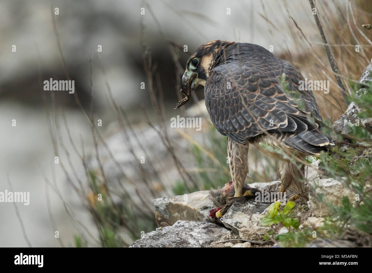 Falco pellegrino (Falco peregrinus), capretti sittting sul terreno, mangiando un starling Foto Stock