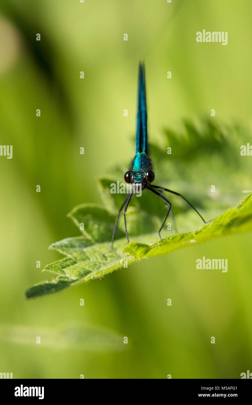 Belle Demoiselle (Calopteryx virgo), maschio Foto Stock