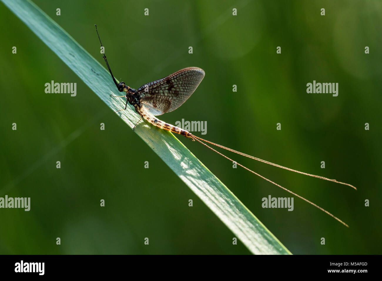 Mayfly (Ephemera danica), (Ephemeridae) Foto Stock