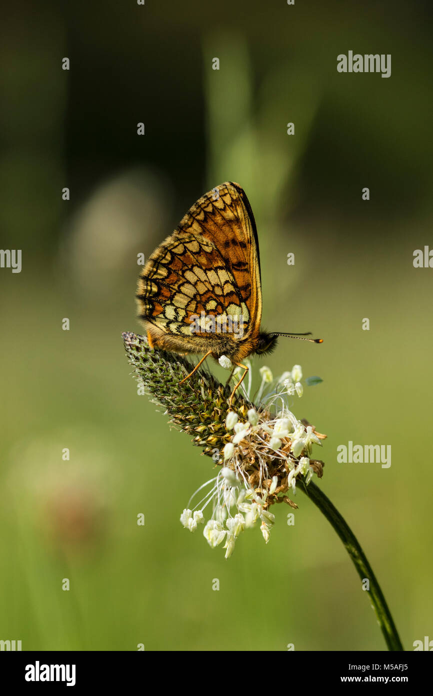 Heath Fritillary (Melitaea athalia) seduto sul fioritura Ribwort piantaggine (Planzago lanceolata) Foto Stock