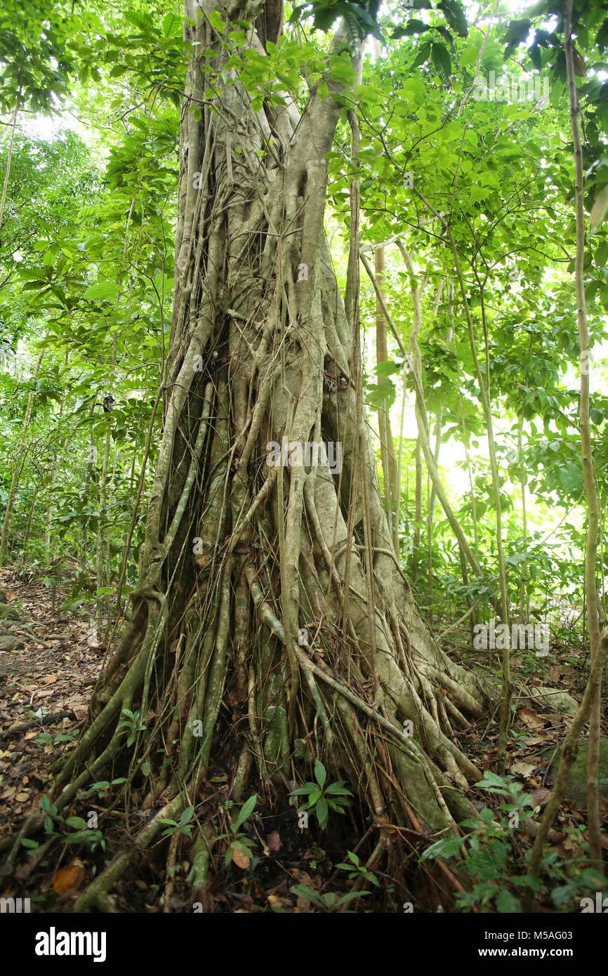 Strangler fig vine copre un albero nella foresta pluviale, St Lucia, dei Caraibi. Foto Stock