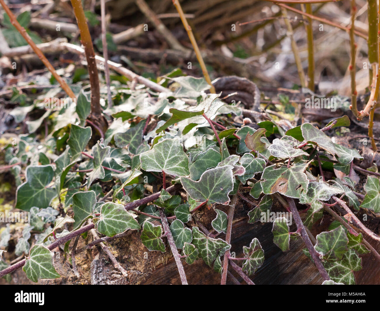 Close up frosty icy avorio foglie verde fogliame texture; essex; Inghilterra; Regno Unito Foto Stock