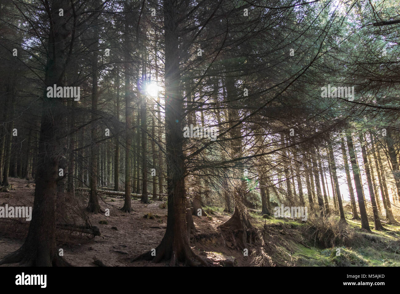 Una bellissima vista di alberi in una foresta a Dublino, Irlanda. Foto Stock