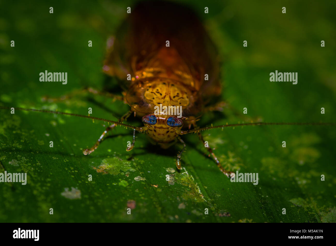 Blattodea immagini e fotografie stock ad alta risoluzione - Alamy