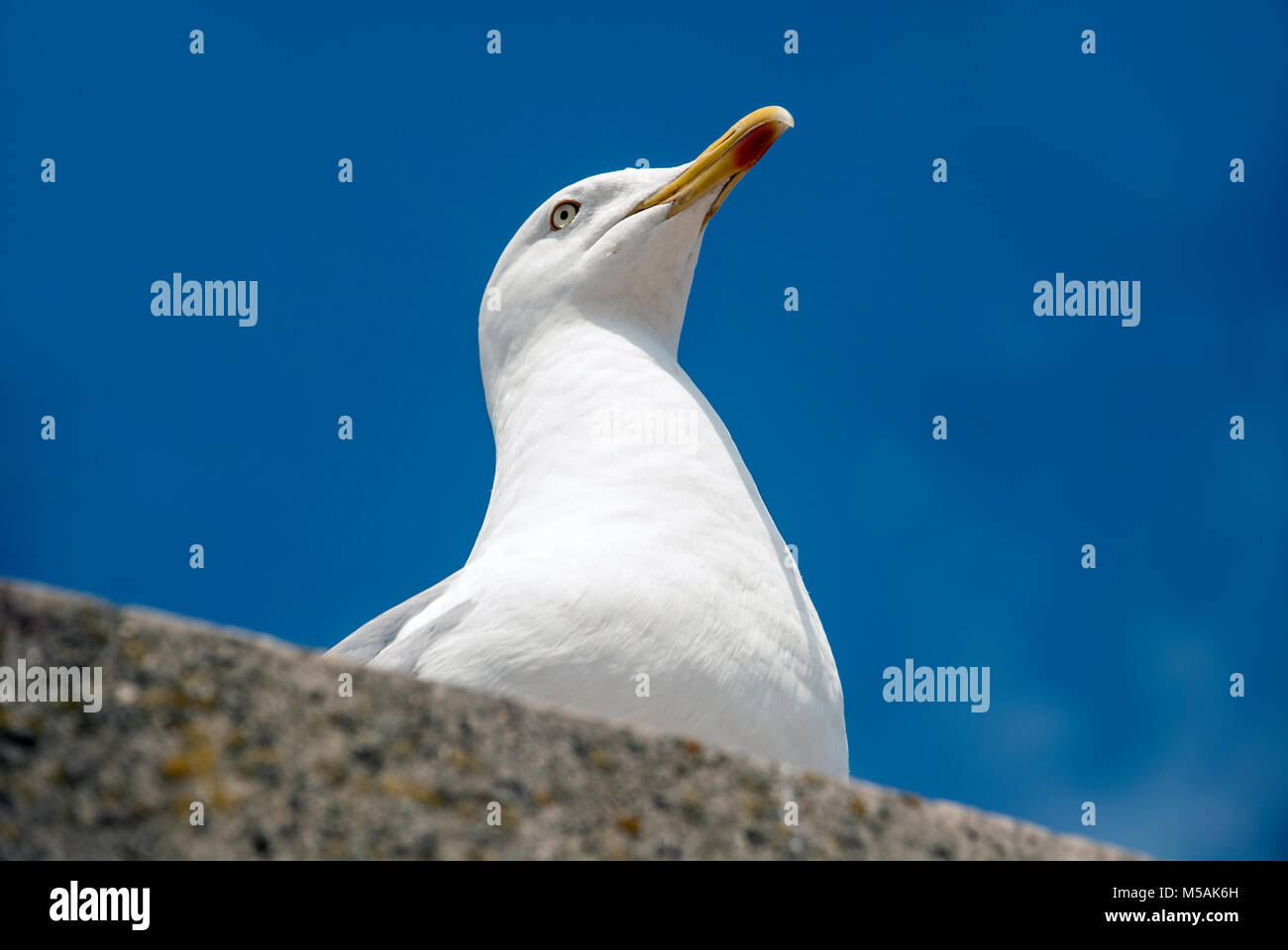 Aringa gabbiano sulla parte superiore di un mare muro di difesa nei pressi di un chiosco di vendita del pesce e patatine, guardare e in attesa di avanzi o cibo caduto sulla terra. Foto Stock