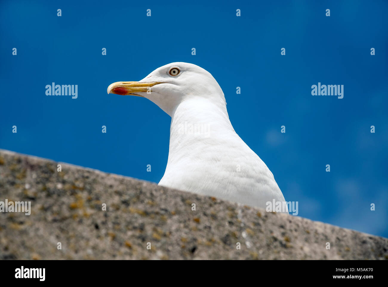Aringa gabbiano sulla parte superiore di un mare muro di difesa nei pressi di un chiosco di vendita del pesce e patatine, guardare e in attesa di avanzi o cibo caduto sulla terra. Foto Stock
