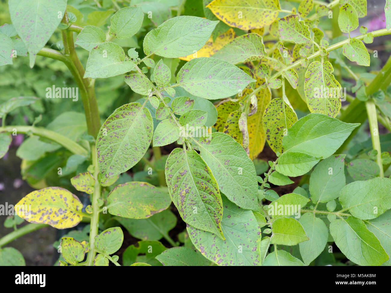 Potato leaf blight sulla patata maincrop fogliame, un problema fungino Phytophthora infestans ed è una malattia che causa la formazione di macchie sui ritardi di foglie di patata. Foto Stock