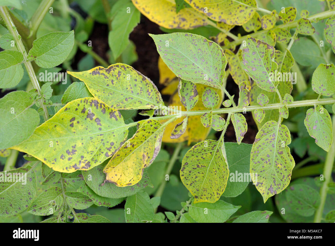Potato leaf blight sulla patata maincrop fogliame, un problema fungino Phytophthora infestans ed è una malattia che causa la formazione di macchie sui ritardi di foglie di patata. Foto Stock
