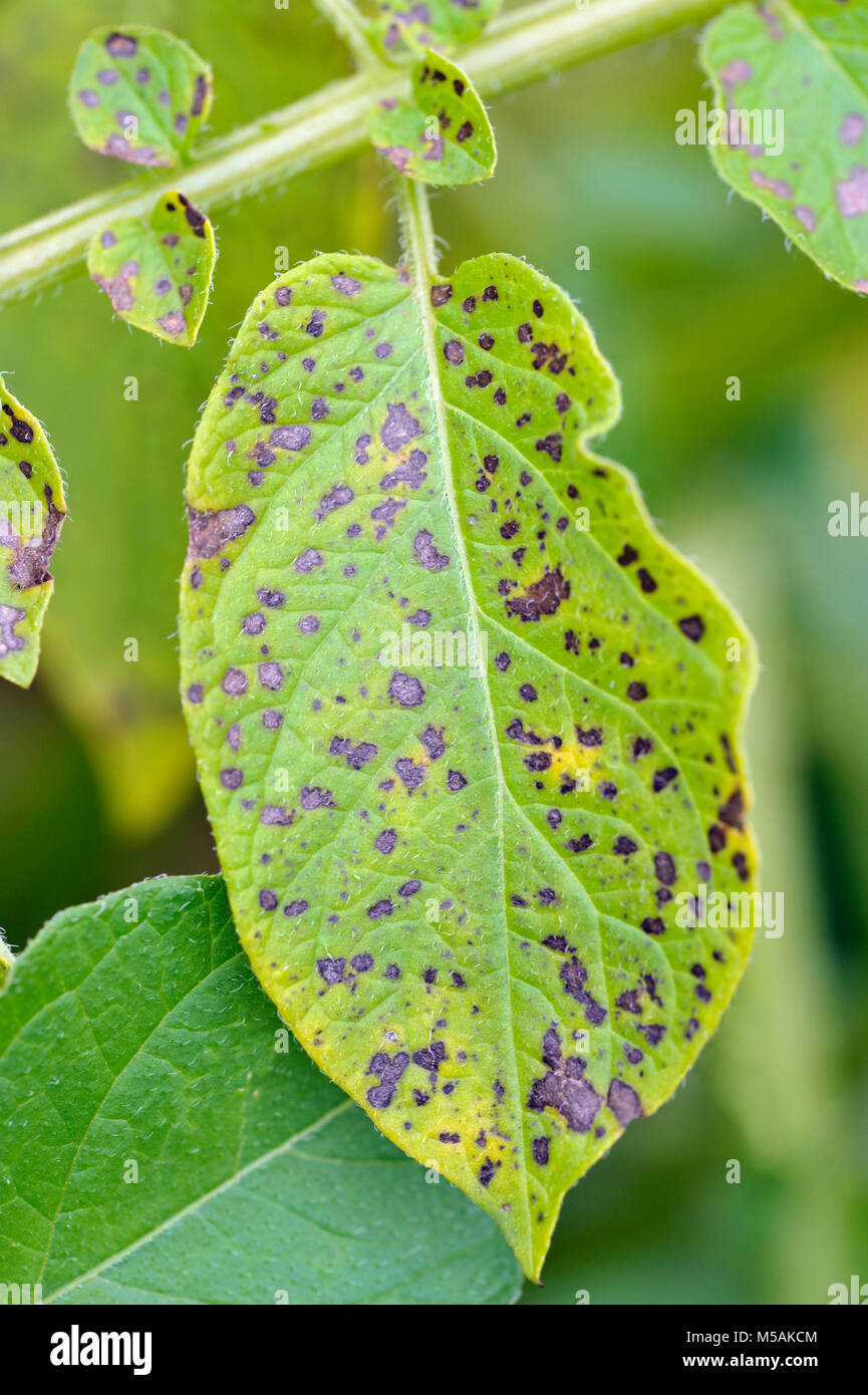 Potato leaf blight sulla patata maincrop fogliame, un problema fungino Phytophthora infestans ed è una malattia che causa la formazione di macchie sui ritardi di foglie di patata. Foto Stock