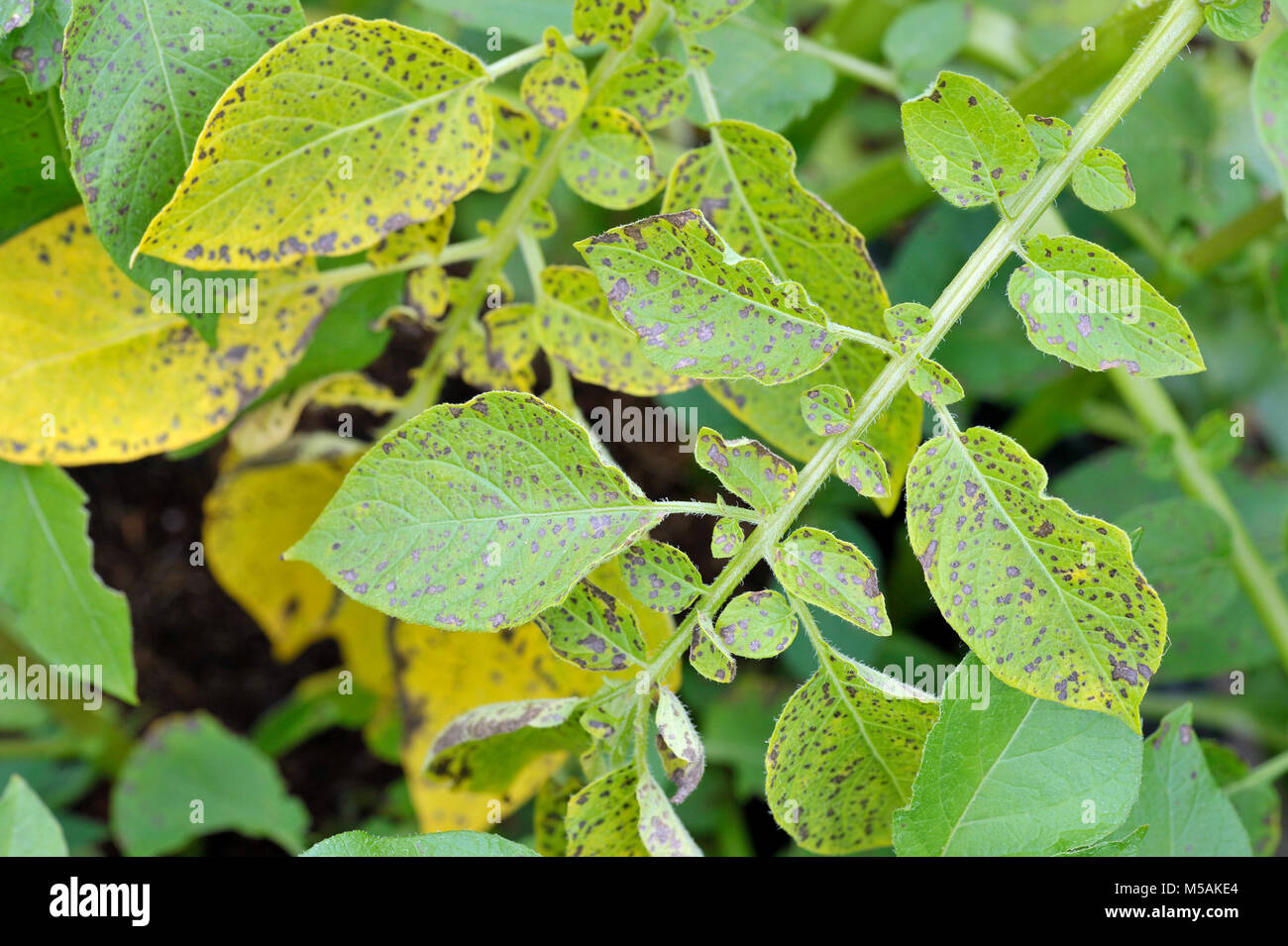 Potato leaf blight sulla patata maincrop fogliame, un problema fungino Phytophthora infestans ed è una malattia che causa la formazione di macchie sui ritardi di foglie di patata. Foto Stock