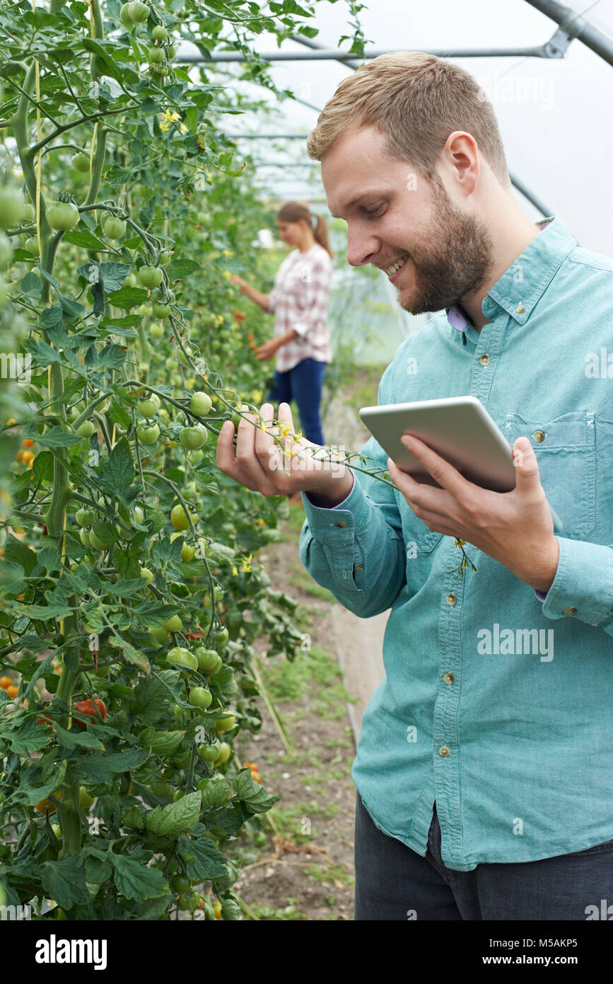 Due scienziati in serra la ricerca di colture di pomodoro con tavoletta digitale Foto Stock