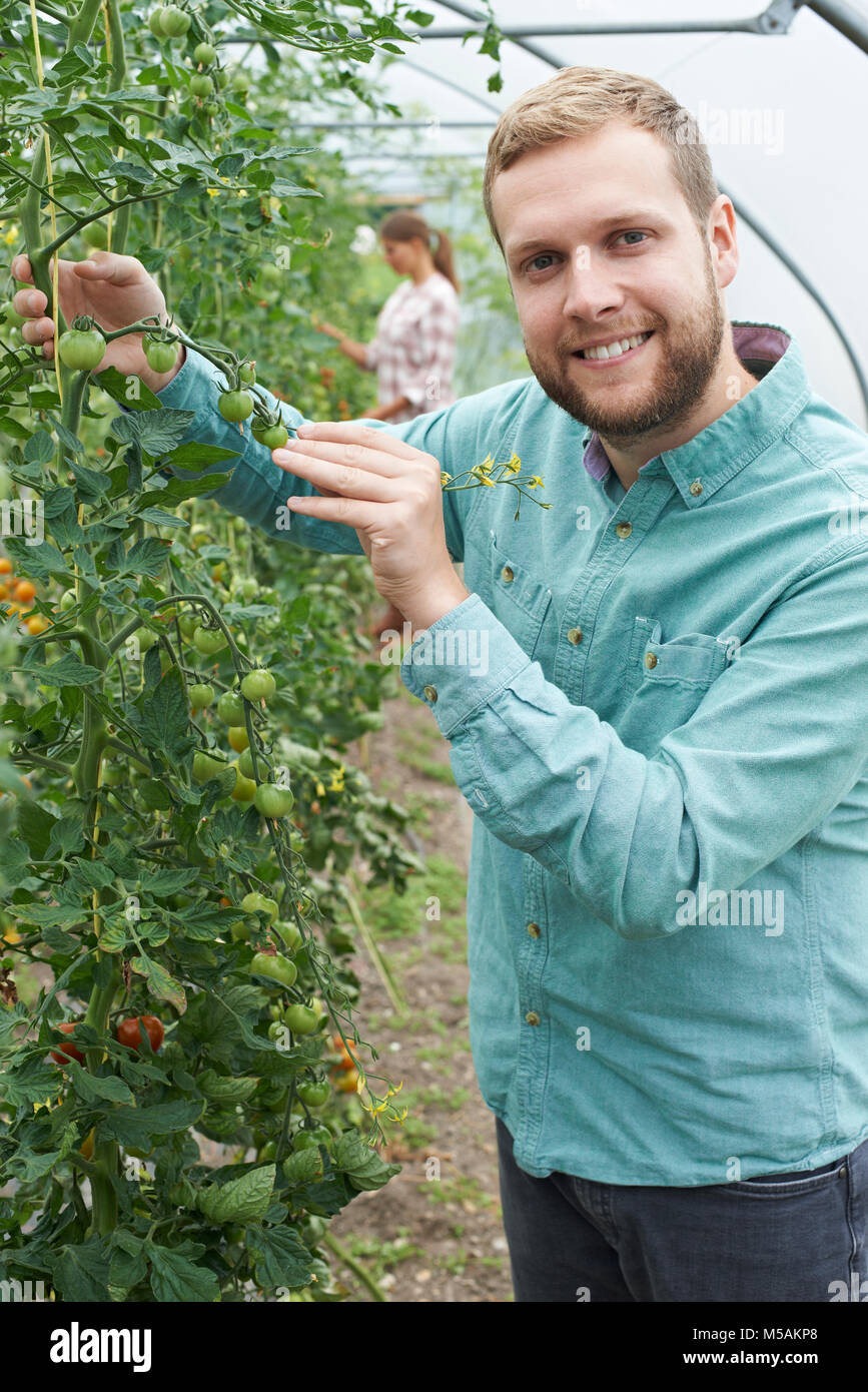 Controllo del coltivatore di piante di pomodoro in serra Foto Stock